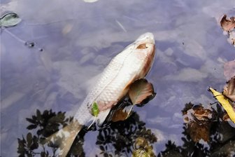 Wie es zu den toten Fischen am Gondelteich Kleinfriesen kam - Ein toter Fische im Gondelteich Kleinfriesen: Vor der beabsichtigten Karpfenernte gab es offenbar eine Kommunikationspanne.