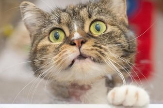Wie gefährlich sind Katzen für Vögel? - Ich habe Vögel zum Fressen gern. 14 Millionen Katzen soll es in Deutschland geben.