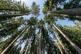 Wie geht es dem Wald? Spaziergang bei Schweikershain bringt die Antworten - Nadelbäume in einem Waldstück in Baden-Württemberg.