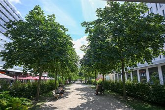 Wie hat sich die Sicherheitslage am Chemnitzer Wall nach dem Wegzug des Rewe verändert? - Der Wall im Chemnitzer Zentrum: Auf dem Grünstreifen gilt ein Alkohol- und Glasflaschenverbot, nicht aber auf dem angrenzenden Fußweg. In den vergangenen Jahren war es dort immer wieder zu Straftaten gekommen, die oftmals in Verbindung mit Alkoholkonsum standen.
