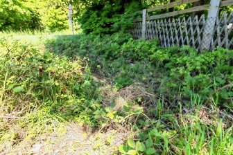 Wie Hund Sultan für alten Herrn zum Lebensretter wird - Im Brombeergestrüpp am Gartenzaun ihres Grundstückes in Bergen fanden die Lindners den hilflosen Mann.