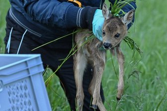 Wie im Vogtland Rehkitze vor dem Mähtod gerettet werden - Ist ein Kitz gefunden, muss es fachmännisch aus der Wiese getragen werden. 