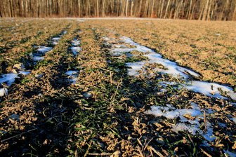 Wie Landwirte im Vogtland die knackigen Frosttage beurteilen - Der Frost hat den Winterkulturen nicht geschadet.