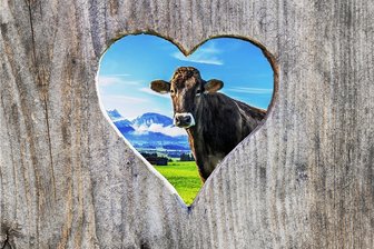 Wie man Kühe dazu bringt, aufs Klo zu gehen - Auch sie muss mal ...