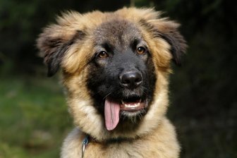 Wie oft Hunde 2021 im Landkreis Zwickau zugebissen haben - Der Kaukasische Owtscharka - hier ein Archivbild - gilt in manchen Gemeinden im Landkreis Zwickau als gefährlich, in anderen nicht. 
