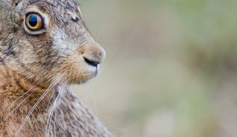 Wie sieht der Osterhase aus? - Ein kurzer Blick, dann wie ein geölter Blitz auf und davon: Der Feldhase ist drahtiger als ein Kaninchen und lässt es locker in seinem Windschatten zurück.