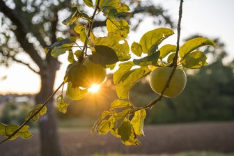 Wie viel Apfelsaft wird es in diesem Jahr? Ein Ort im Erzgebirge ist im Apfelfieber - In Neukirchen dreht sich Mitte September alles um Äpfel.