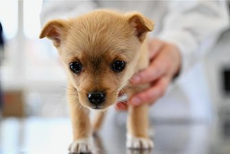 Wie wirken sich die neuen Gebühren beim Tierarzt aus? - Impfen, Wurmkuren: Schon Welpen müssen regelmäßig zum Tierarzt. 