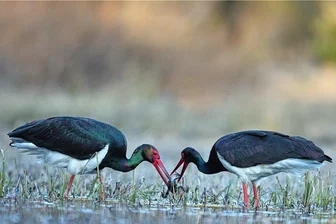 Wie wohl fühlen sich Schwarzstörche im Erzgebirge? - Selten machen sich zwei Exemplare gleichzeitig auf zur Jagd. Normalerweise bleibt ein Vogel beim Nachwuchs im Horst.