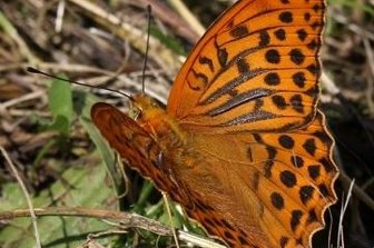 Wiedehopf ist ein Neuling in der Region - Der Kaisermantel ist der Schmetterling des Jahres. 