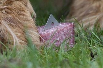 Wieder Hundeköder in Schönheide ausgelegt - Zeuge beobachtet Mann -