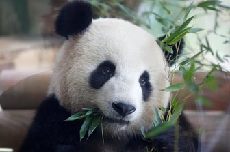 Wieder Pandas in Berlin: Gehege eingeweiht - Jiao Qing, einer der beiden Pandabären aus China, lässt sich während der Zeremonie zur Eröffnung des neuen Geheges im Berliner Zoo ein paar Bambus-Zweige schmecken. Die Pandas stammen aus einer chinesischen Zuchtstation und sind am 24. Juni in Berlin angekommen. Der Berliner Zoo ist damit der einzige Tierpark in Deutschland, der die seltenen Bären hält.