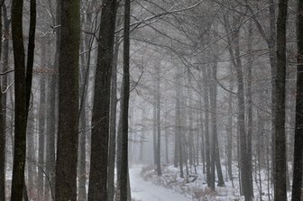 Wieder Zutritt zu Wäldern im oberen Vogtland - 