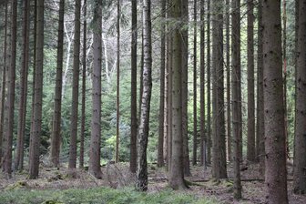 Wiederbewaldung als Thema: Exkursion im Forstrevier Reichenbach - Welche Baumarten zukunftssicher sein könnten, ist unter anderem Thema der Waldführung.