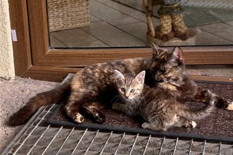Wilde Katzen in Tuttendorf: Gemeinde fühlt sich nicht zuständig - Die verwilderte Katze mit einem Katzenjungen in Tuttendorf. Derzeit sind es noch drei Katzenkinder, eine kleine Mieze ist verschwunden. Adelheid Lindner fütterte früher Singvögel. "Das kann ich jetzt gar nicht machen. Denn die Katze fängt Vögel und verfüttert sie an ihre Jungen", sagt sie.