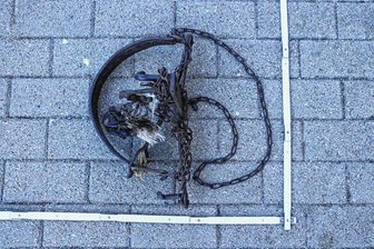 Wilderei mit Fangeisen: Mann aus Penig angeklagt - Zwei Tellereisen, ähnlich diesem, hat jemand an einem Teich bei Penig aufgestellt. Deshalb musste sich jetzt der Pächter des Gewässers vor Gericht verantworten. 
