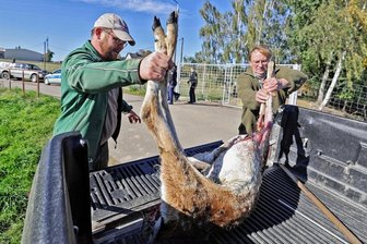 Wilderei? Unbekannter erschießt Hirschkuh in umzäuntem Pferch - Besitzer Georg Stiegler (links) und Jagdberater Michael Schönherr tragen das erschossene Tier auf eine Ladefläche.