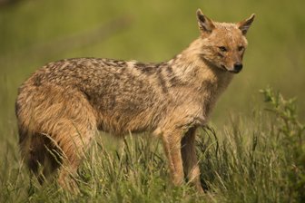 Wildes Vogtland: Streift ein Goldschakal am Rand von Plauen? - Ein Goldschakal. 2019 gelang in der Lausitz der erste Nachweis des Tieres in Sachsen.