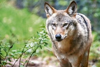 Wildgatter: Neue Tafeln für Lehrpfad am Gehege -