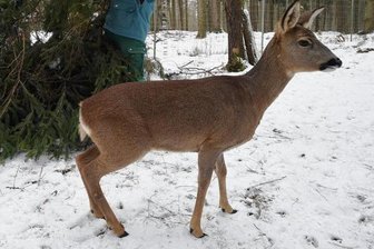 Wildgatter und Wochenmärkte bleiben bis Donnerstag geschlossen -