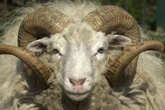 Wildgewordener Schafbock verletzt drei Menschen -