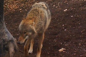 Wildkamera weist Wolf im Raum Crimmitschau nach - Eine Wildkamera in der Crimmitschauer Region hat diesen jungen Wolf aufgenommen.