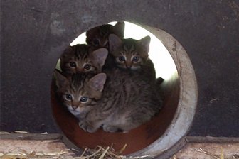 Wildkatzennachwuchs im Wildgatter Oberrabenstein - Neugierig erkundet der Wildkatzennachwuchs seine Umgebung.