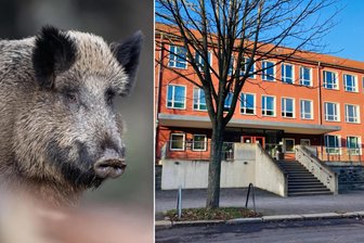Wildschwein auf dem Kaßberg gesichtet: Schulhof von Chemnitzer Grundschule gesperrt - Das Wildschwein wurde auf dem Gelände der Gebrüder-Grimm-Grundschule gesichtet.