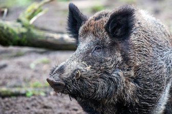 Wildschwein-Rotte fällt in Mittweida ein -