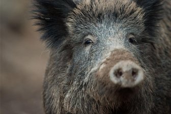Wildschwein und Auto kollidieren in Marbach - Das angefahrene Wildschwein lief davon.
