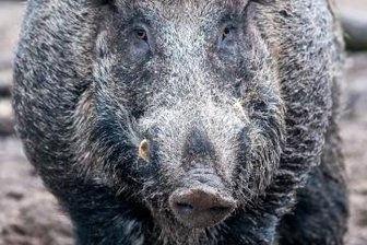Wildschweine bremsen Zugverkehr aus - Wildschweine wühlen große Flächen um und stören teils auch den Bahnverkehr.