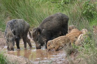 Wildschweine fühlen sich derzeit sauwohl -