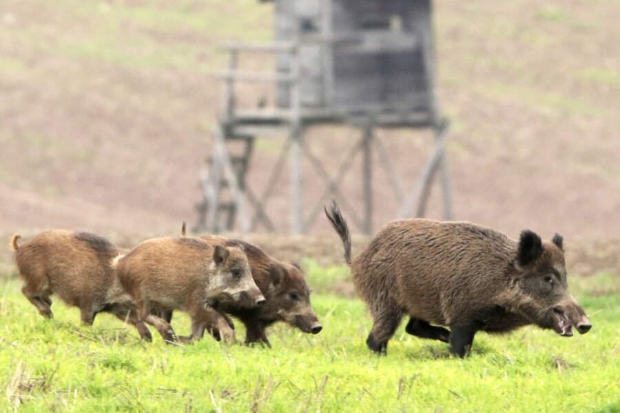Wildschweine fühlen sich sauwohl - Hasen kommen zurück - Unverändert hoch ist der Bestand an Wildschweinen. Der zurückliegende Winter hat den Tieren keine Probleme bereitet. Es war weder zu kalt, noch gab es zu wenig Nahrung. So überlebte viel Nachwuchs. 