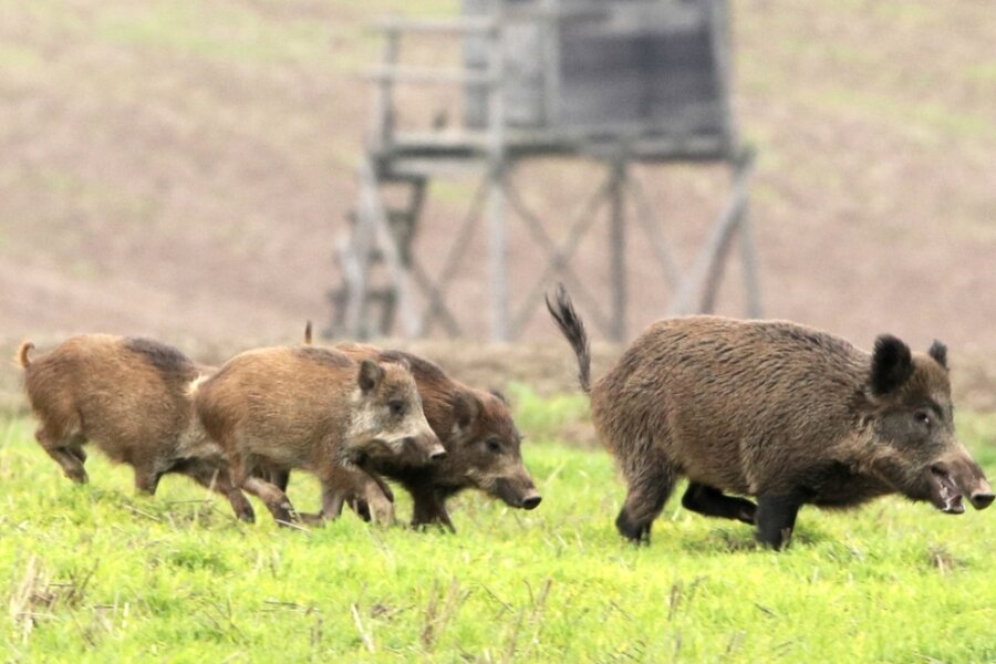 Wildschweine fühlen sich sauwohl - Unverändert hoch ist der Bestand an Wildschweinen. Der zurückliegende Winter hat den Tieren keine Probleme bereitet. Es war weder zu kalt, noch gab es zu wenig Nahrung. So überlebte viel Nachwuchs. 