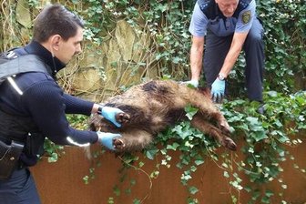 Wildschweine in der Chemnitzer Innenstadt: Tier greift Passanten an - 