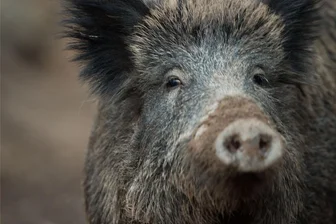 Wildschweine laufen bei Frankenberg über die Straße - Unfall - Wildschweine querten in Frankenberg die Straße, was einen Unfall auslöste.
