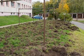 Wildschweine pflügen Wäscheplatz um - Wildschweine haben die Wiese unter den Wäschestangen am Wechselburger Schlosspark in der Nacht zu Freitag zerstört.