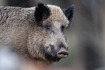 Wildschweinrotte verursacht im Vogtland Verkehrsunfall - Wildschweine am Straßenrand sorgten am Dienstagmorgen im Vogtland für einen Auffahrunfall.