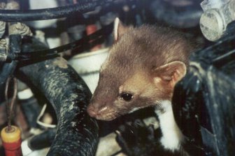 Wildtiere in der Stadt: Marder knabbert an Kabeln und rutscht über Windschutzscheiben - Ein Marder im Motorraum eines Autos. Die Schäden, die die kleinen Raubtiere im Motorraum von Kraftfahrzeuge angerichtet haben, werden von Kfz-Versicherungen in Deutschland auf jährlich circa 90 Millionen Euro geschätzt.