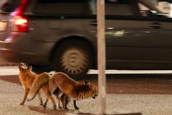 Wildtiere in der Stadt: Possierlich, aber nicht ungefährlich - Diese Füchse leben in der Stadt und paaren sich dort auch, weil sie dort leicht an Futter kommen. Doch sie sind nicht ungefährlich, weil sie auch Krankheiten auf Haustiere und sogar auf Menschen übertragen können.