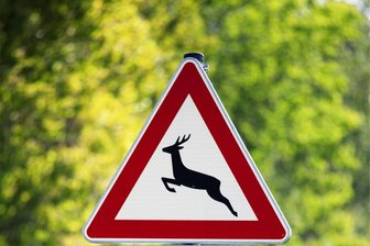 Wildunfälle in Rodewisch und Lengenfeld - Mehrere Wildunfälle hat es am Wochenende und Montag im Vogtland gegeben.