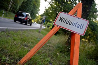 Wildunfall auf A 72-Zubringer bei Zwickau: Auto muss abgeschleppt werden - Zu einem Wildunfall ist es auf der Lößnitzer Straße in Reinsdorf gekommen.