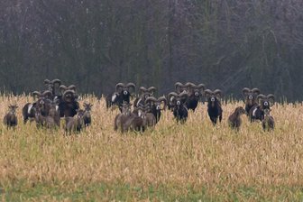 Wildunfall auf B 92 im Vogtland: Ein Mufflon auf tödlichen Abwegen - Mufflons sind im Vogtland keine Seltenheit. Nun wurde eins nahe Oelsnitz überfahren.