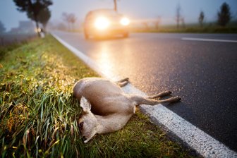 Wildunfall: Verkehrsbehinderung auf Umleitungsstrecke im Vogtland - Ein totes Reh liegt nach Kollision mit einem Auto auf der Straße (Symboldbild).