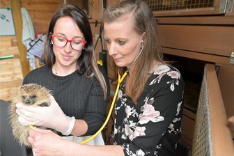 Wilkau-Haßlau: Igelretter hoffen, dass es nach Kretschmer-Besuch auch Unterstützung gibt - Beim Igel-Verein „Stachelnasen Zwickauer Land" – im Bild die Vorsitzende Sandra Kühnert (l.) und Cindy Hoppe.
