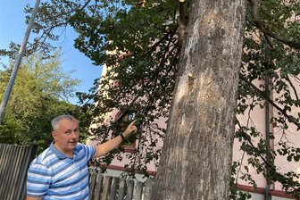 Wilkau-Haßlauer verärgert: Baum auf seinem Grundstück ohne sein Wissen beschnitten - Ulf Bethke vor der etwa 80 Jahre alten Linde, der in 2,5 Metern Höhe ohne sein Wissen mehrere große Äste abgeschnitten wurden.