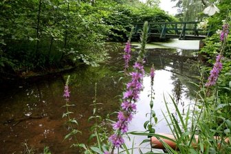 Teich