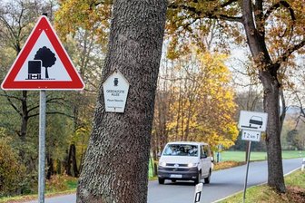 Windelweicher Beschluss: Wird so das Straßenbaumsterben im Vogtland gestoppt? - Die Schilder an der Staatsstraße 297 nahe Kloschwitz deuten an, in welchem Konfliktfeld sich Straßenbäume befinden. Schmale Fahrbahn, dicht am Asphalt stehende Bäume: Einerseits handelt es sich dort um eine geschützte Allee, andererseits sind die Unfallrisiken dort besonders hoch.