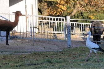 Winter-Storch stolziert jeden Tag durch das Alpaka-Gehege - Nachdem er sich bereits im Morgengrauen an der Futterküche auf dem Wirtschaftshof des Tierparks gestärkt hat, stolziert der Storch immer noch ein paar Runden durch das Alpakagehege. 