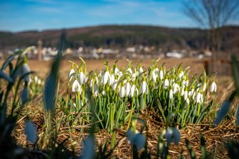Winterabschied im Erzgebirge: Warum der Februar nicht rekordverdächtig war - Wetterrückblick: Die Sonne der letzten Februartage reichte aus, um die ersten Schneeglöckchen wie hier an der Bundesstraße 171 sprießen zu sehen.